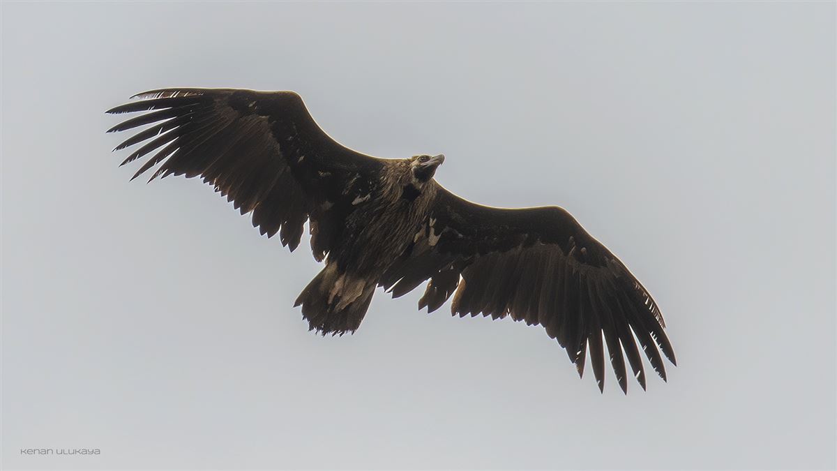 Cinereous Vulture