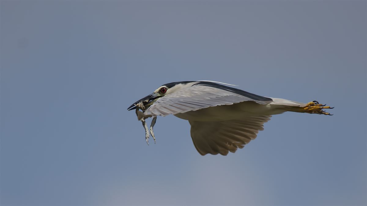 Black-crowned Night Heron
