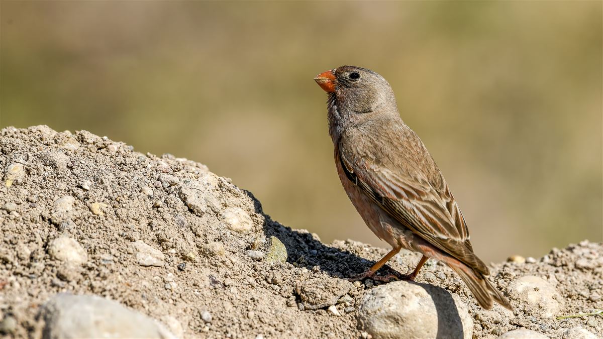 Trumpeter Finch