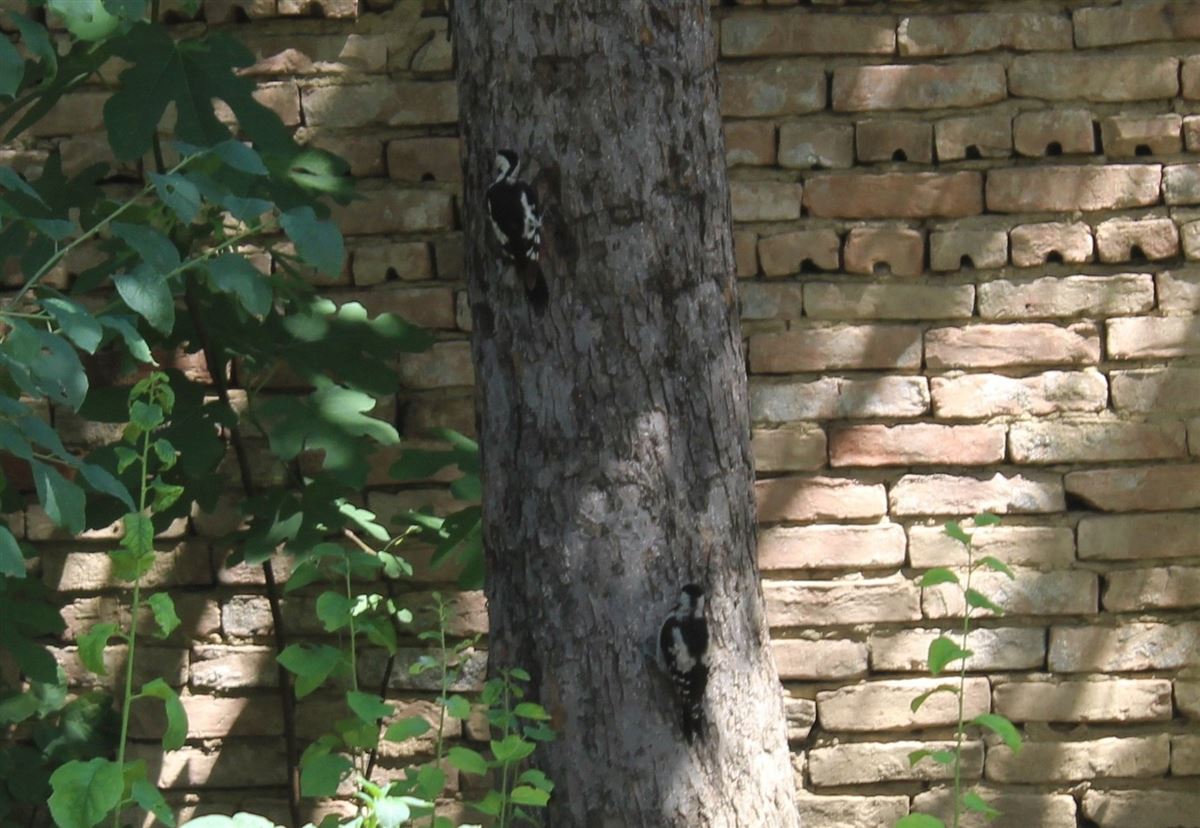 Alaca Ağaçkakan