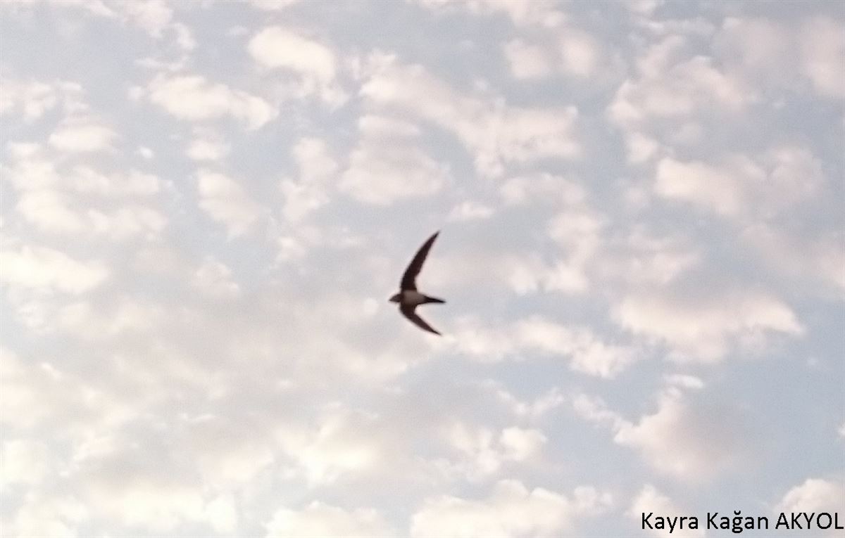 Akkarınlı Ebabil