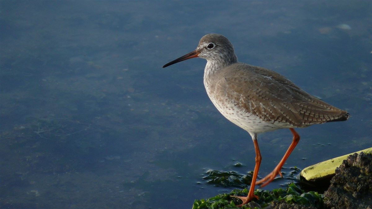 Common Redshank