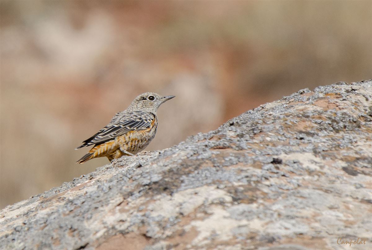 Common Rock Thrush