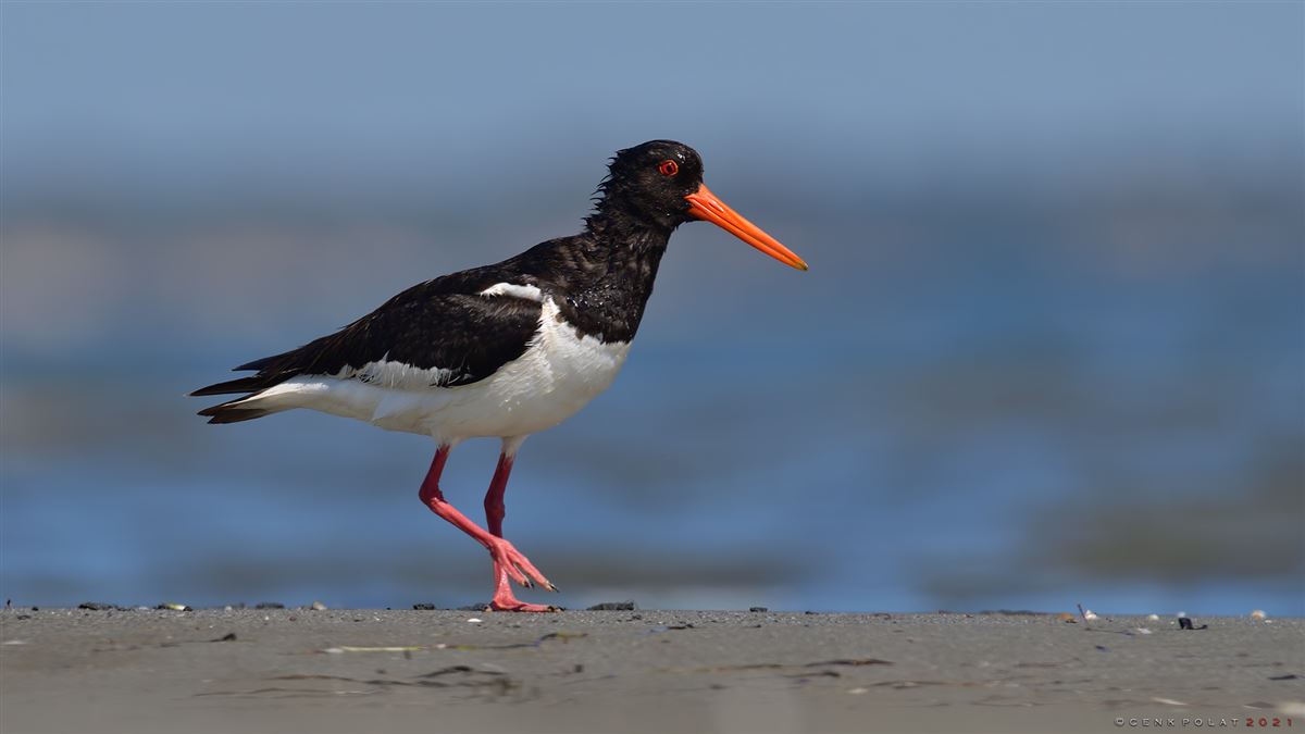 Eurasian Oystercatcher