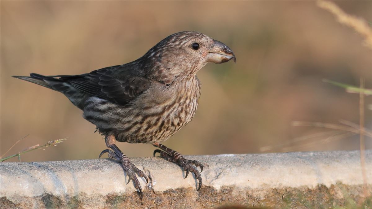 Red Crossbill