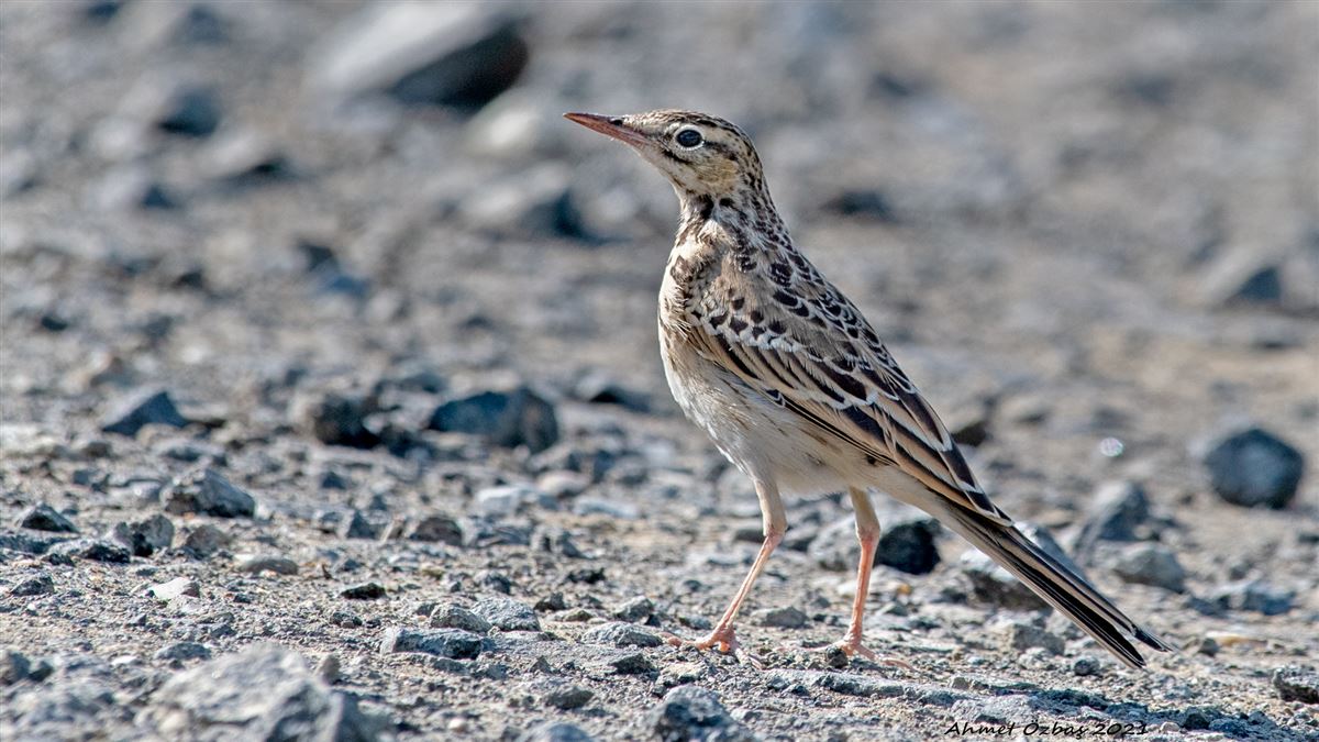 Tawny Pipit