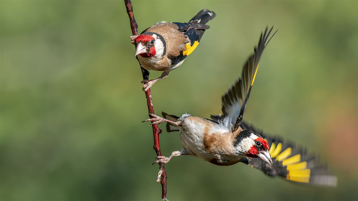 European Goldfinch