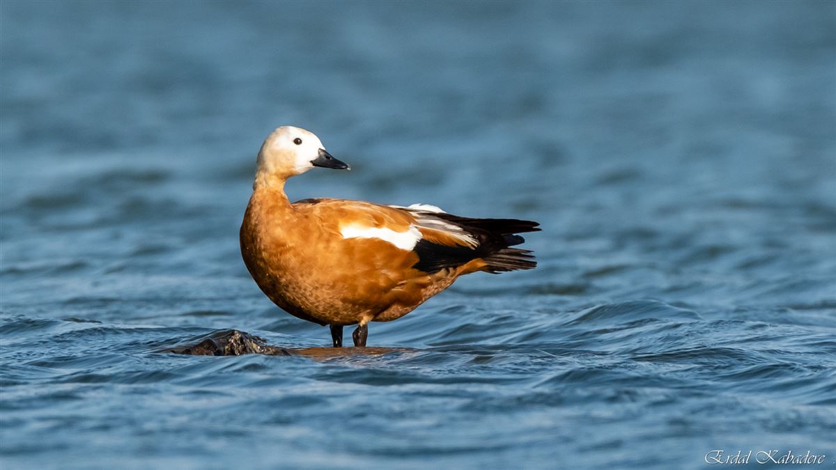 Ruddy Shelduck
