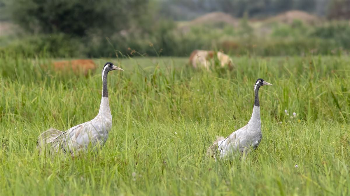 Common Crane
