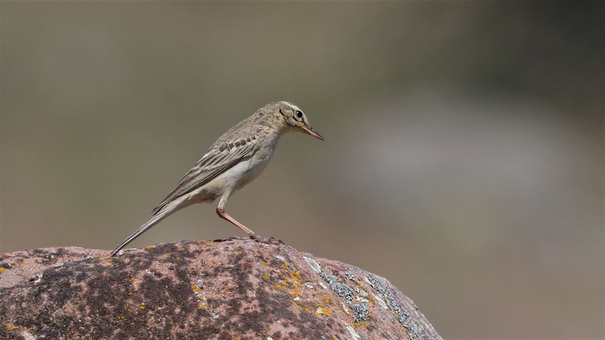 Tawny Pipit