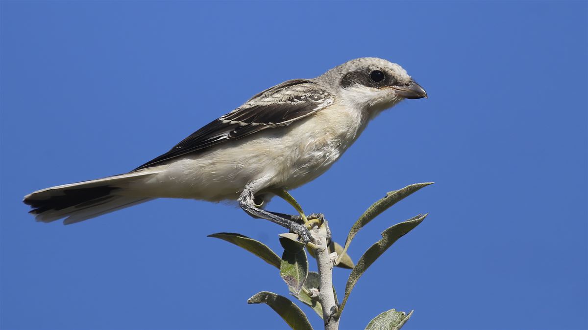 Lesser Grey Shrike