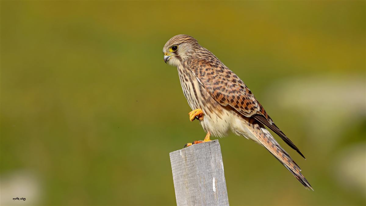 Common Kestrel