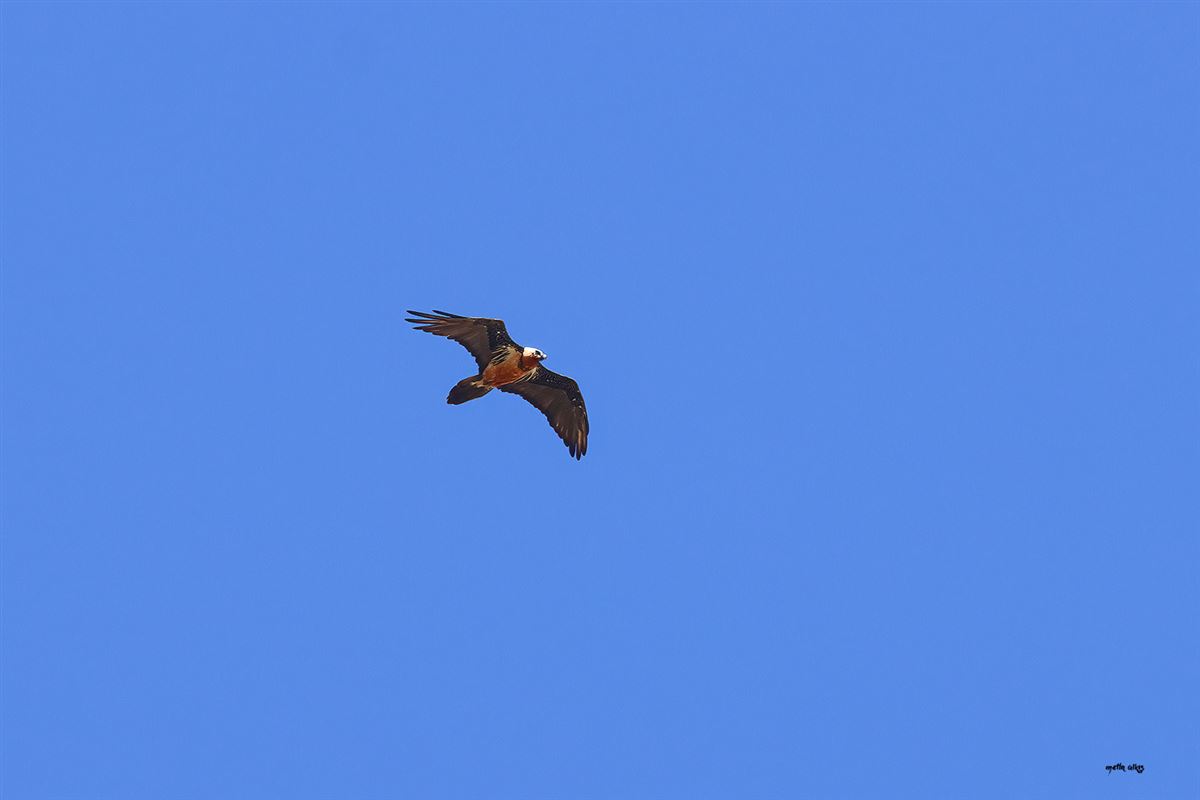 Bearded Vulture