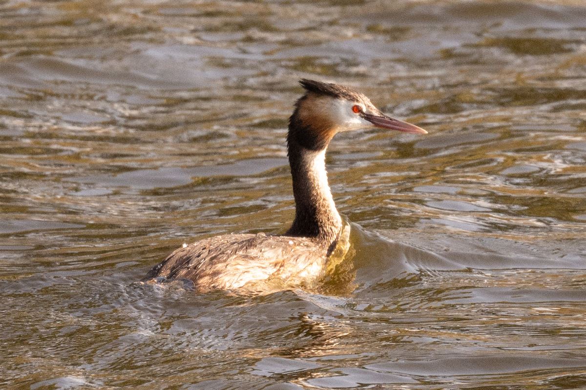 Great Crested Grebe
