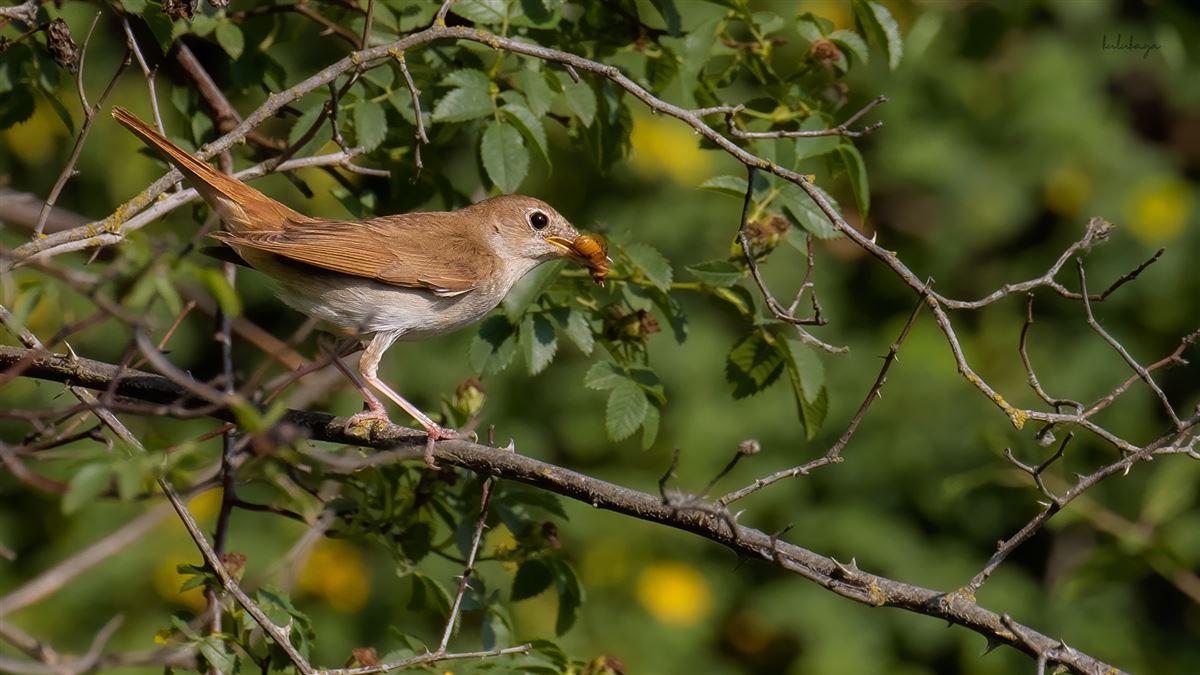 Common Nightingale