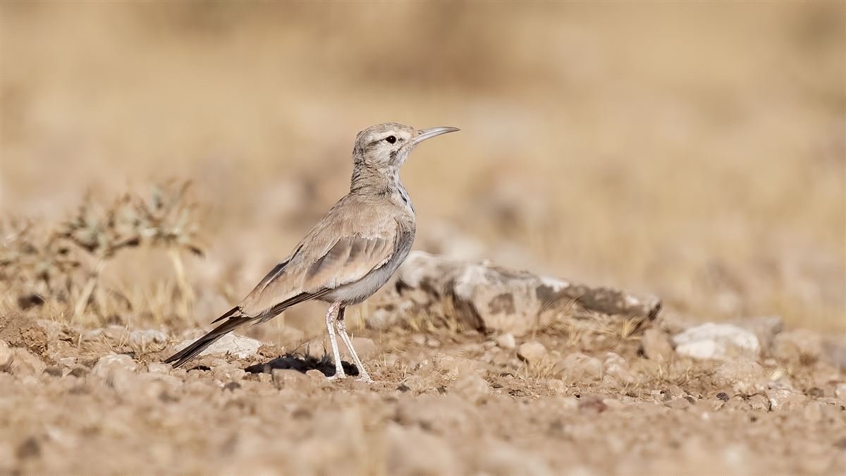 Greater Hoopoe-Lark