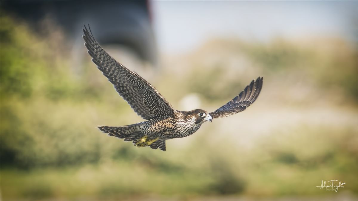 Peregrine Falcon