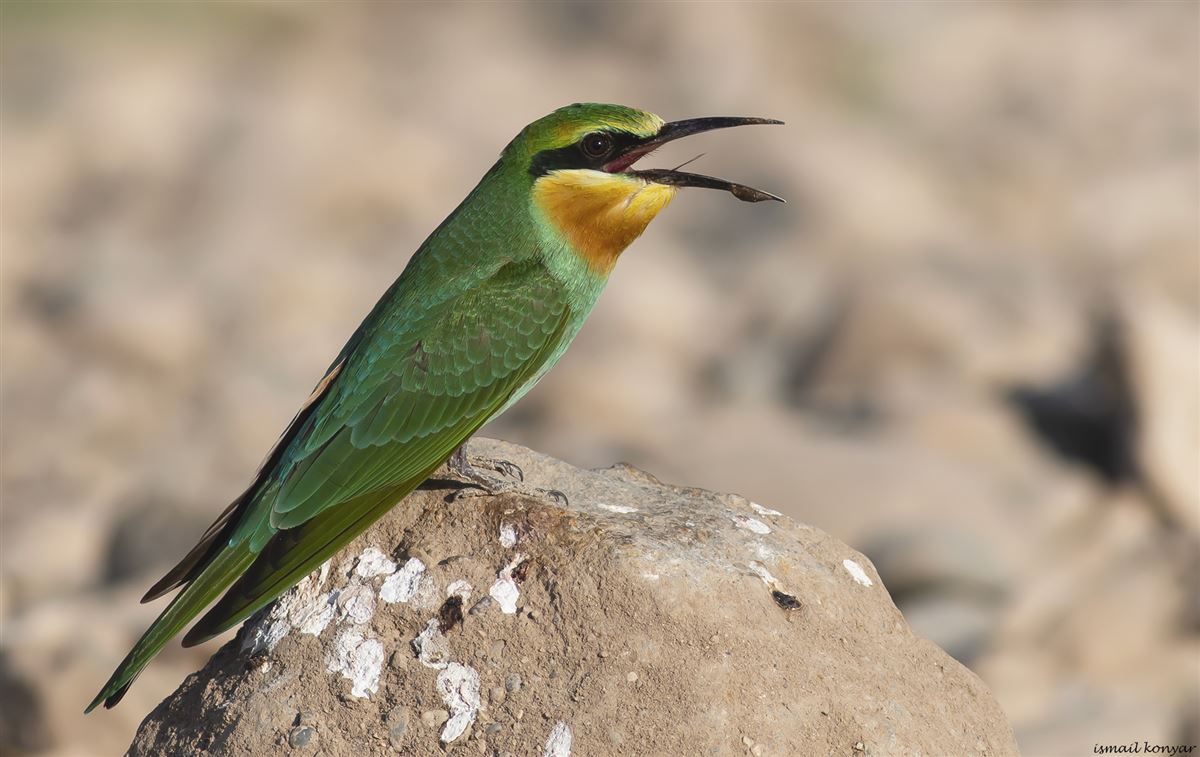 Blue-cheeked Bee-eater