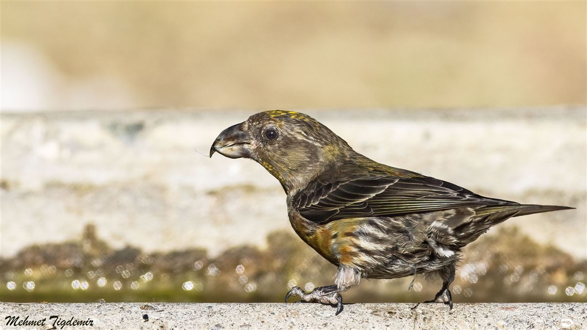 Red Crossbill