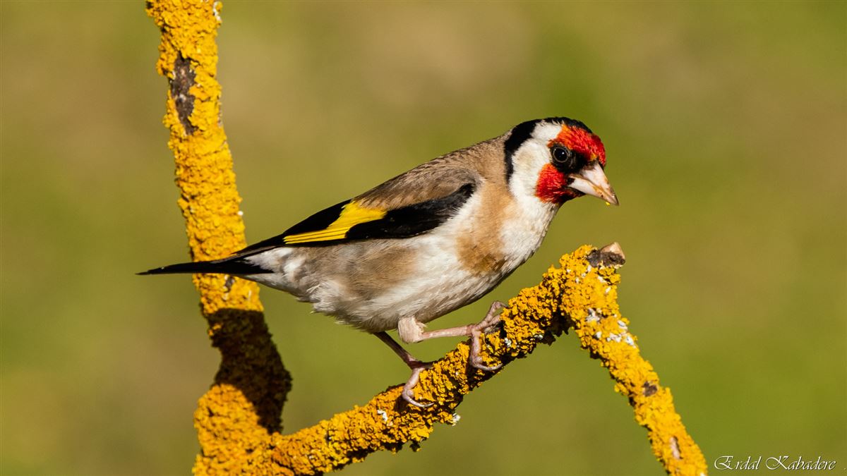 European Goldfinch