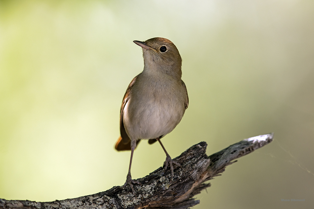 Common Nightingale