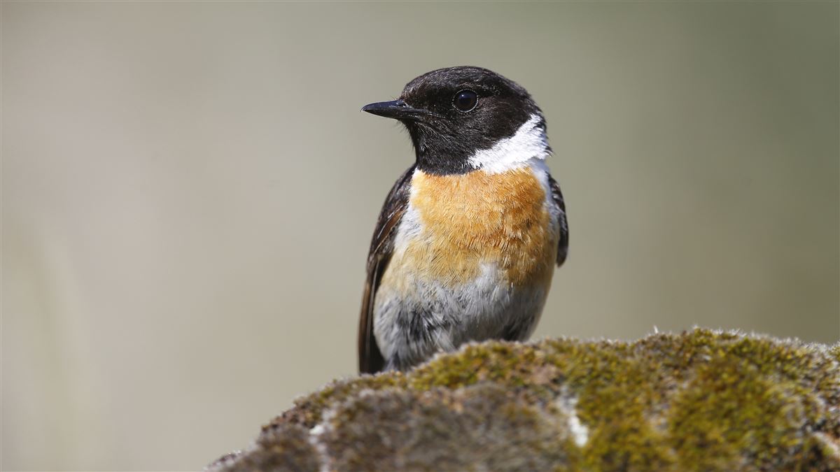 European Stonechat