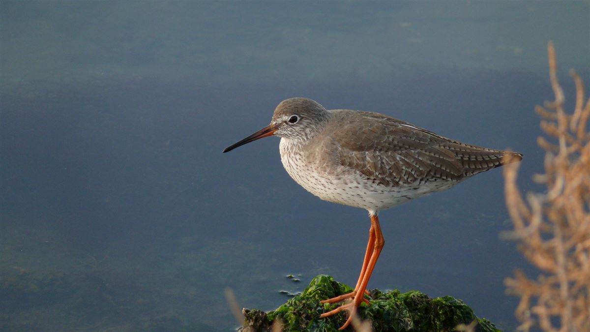 Common Redshank