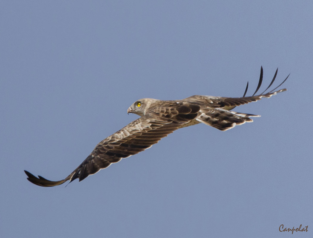 Short-toed Snake Eagle