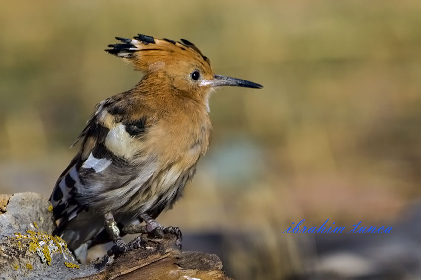 Common Hoopoe