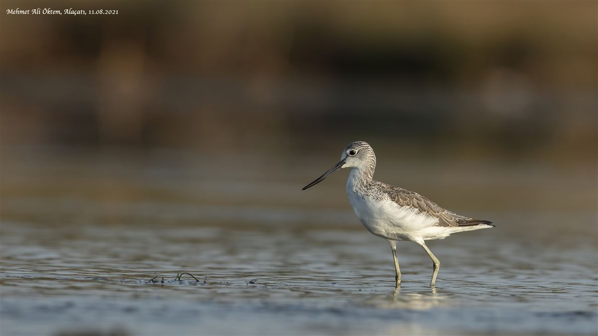 Common Greenshank