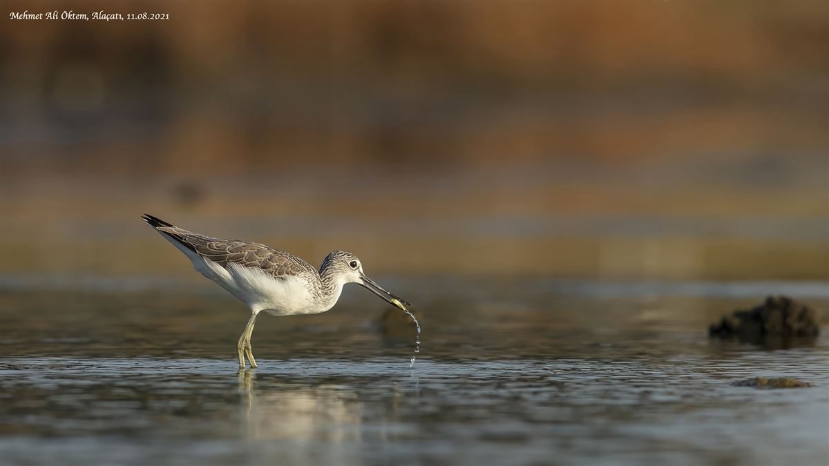 Common Greenshank