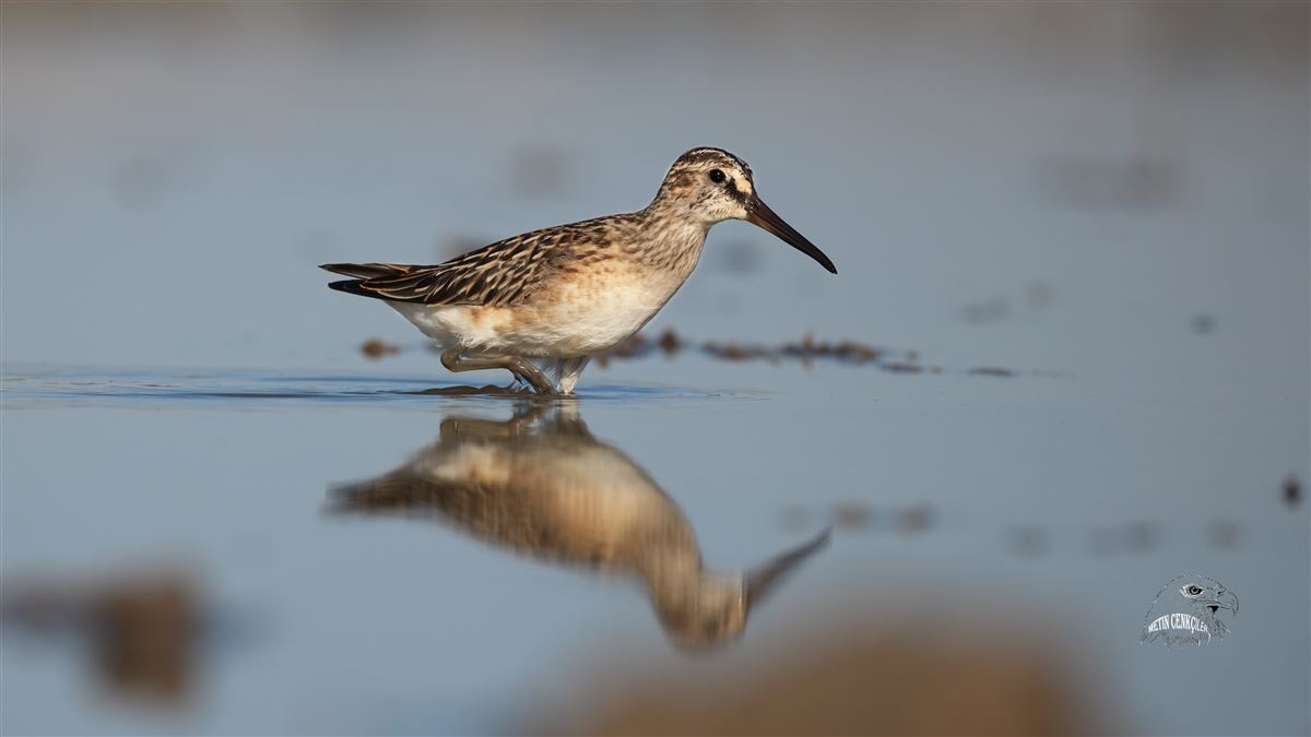 Broad-billed Sandpiper