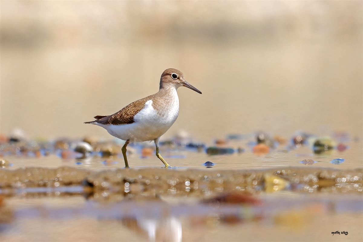 Common Sandpiper