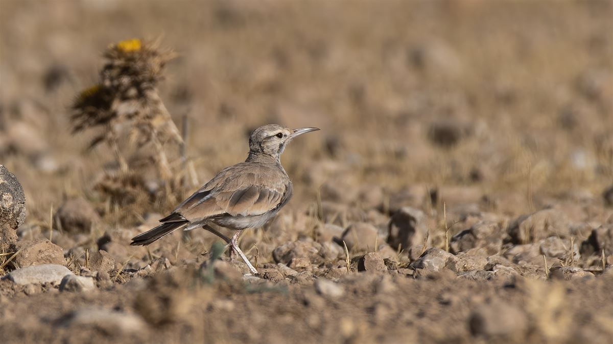 Greater Hoopoe-Lark