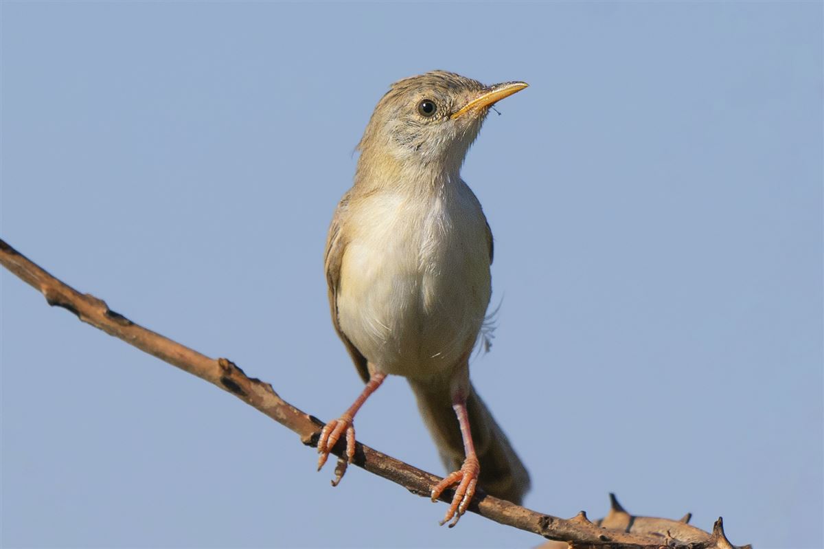 Delicate Prinia