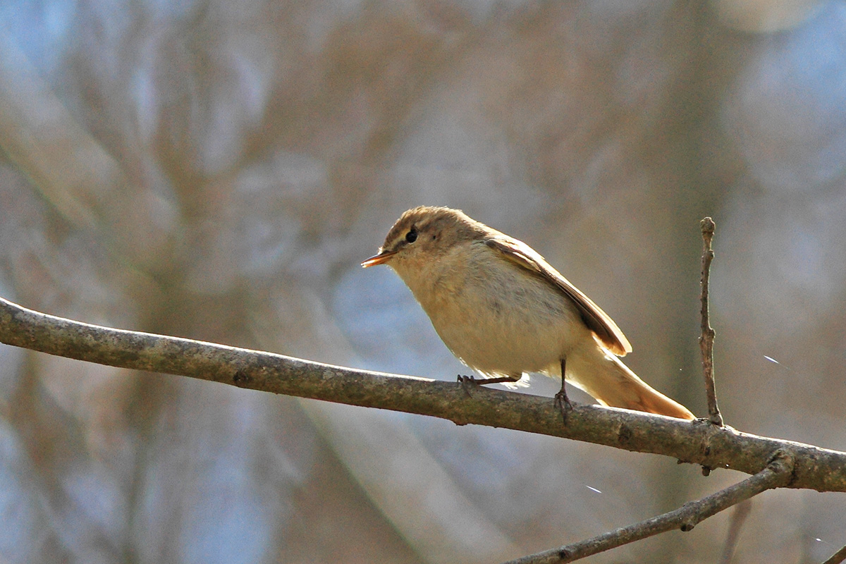 Mountain Chiffchaff