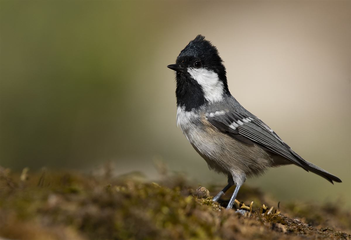 Coal Tit