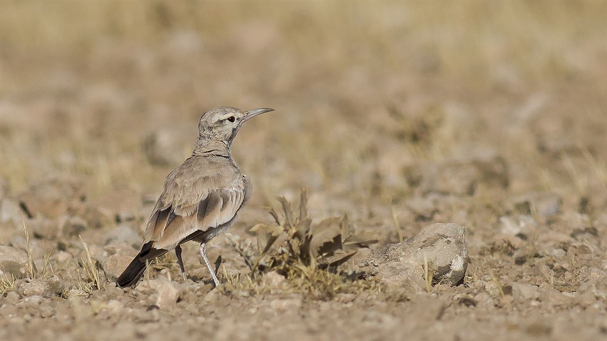 Greater Hoopoe-Lark
