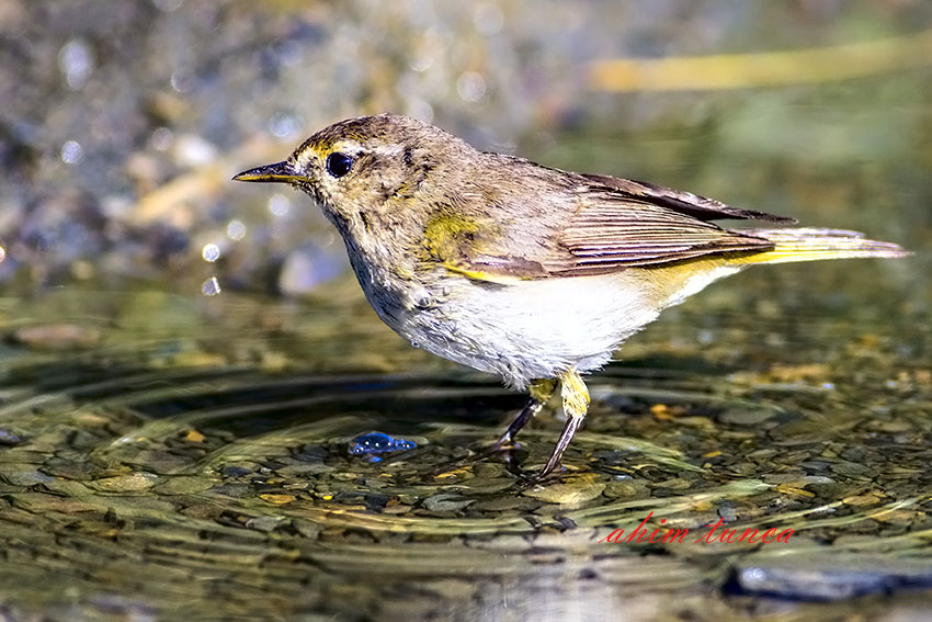Common Chiffchaff