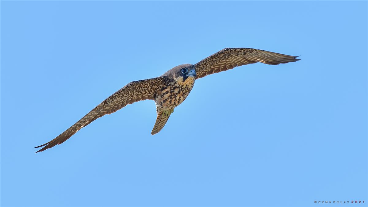 Eleonora`s Falcon