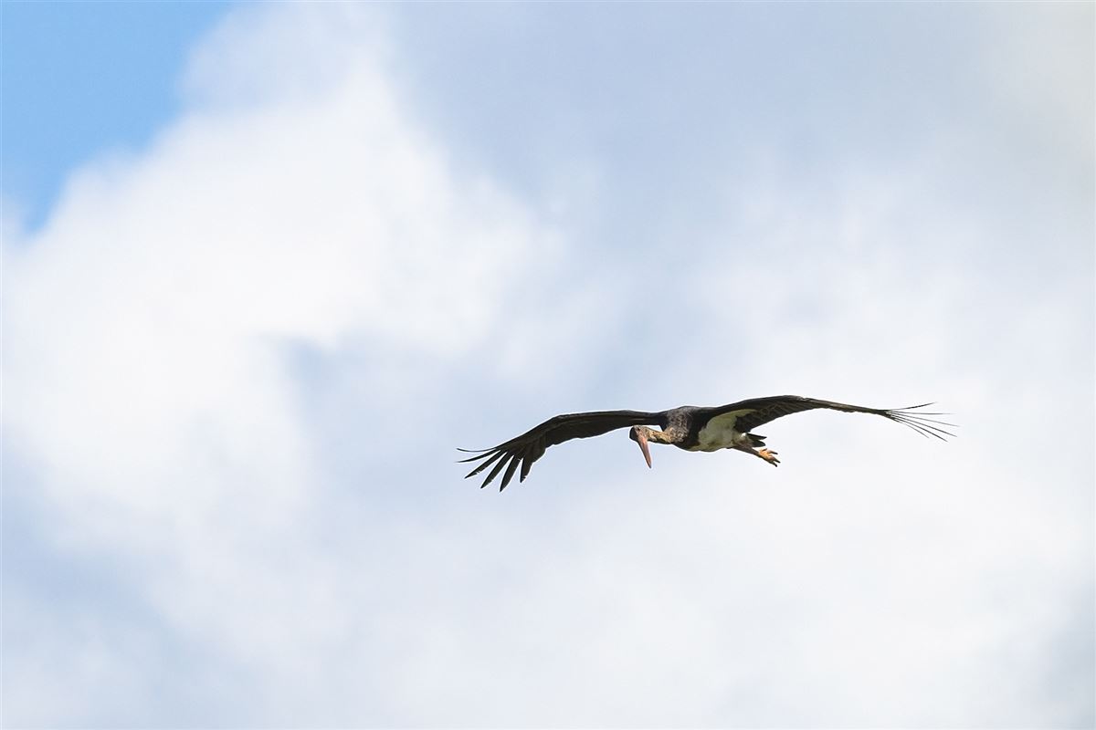 Black Stork