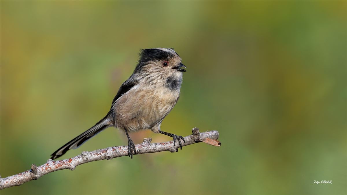 Long-tailed Tit
