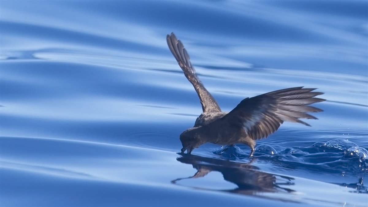 European Storm Petrel