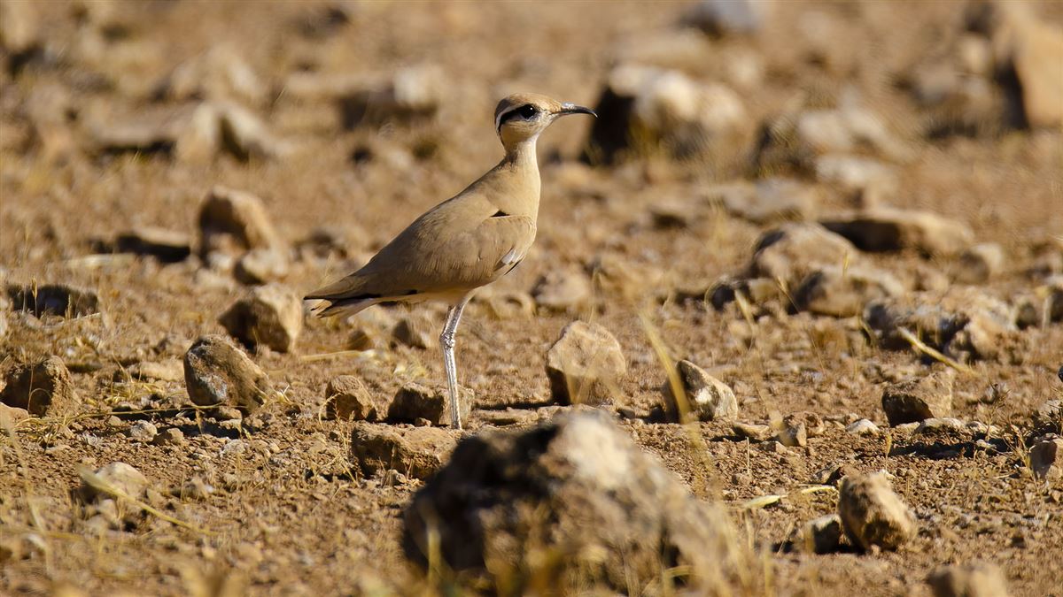 Cream-colored Courser