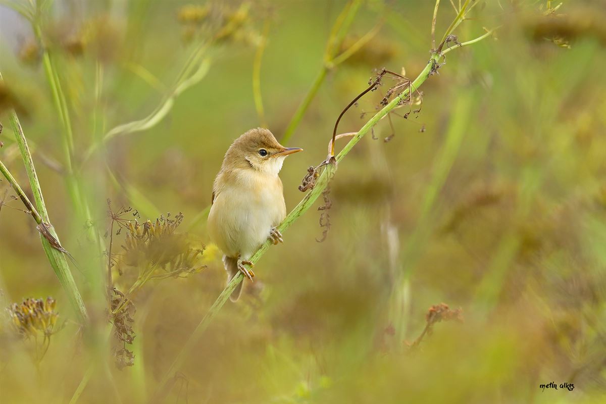 Marsh Warbler
