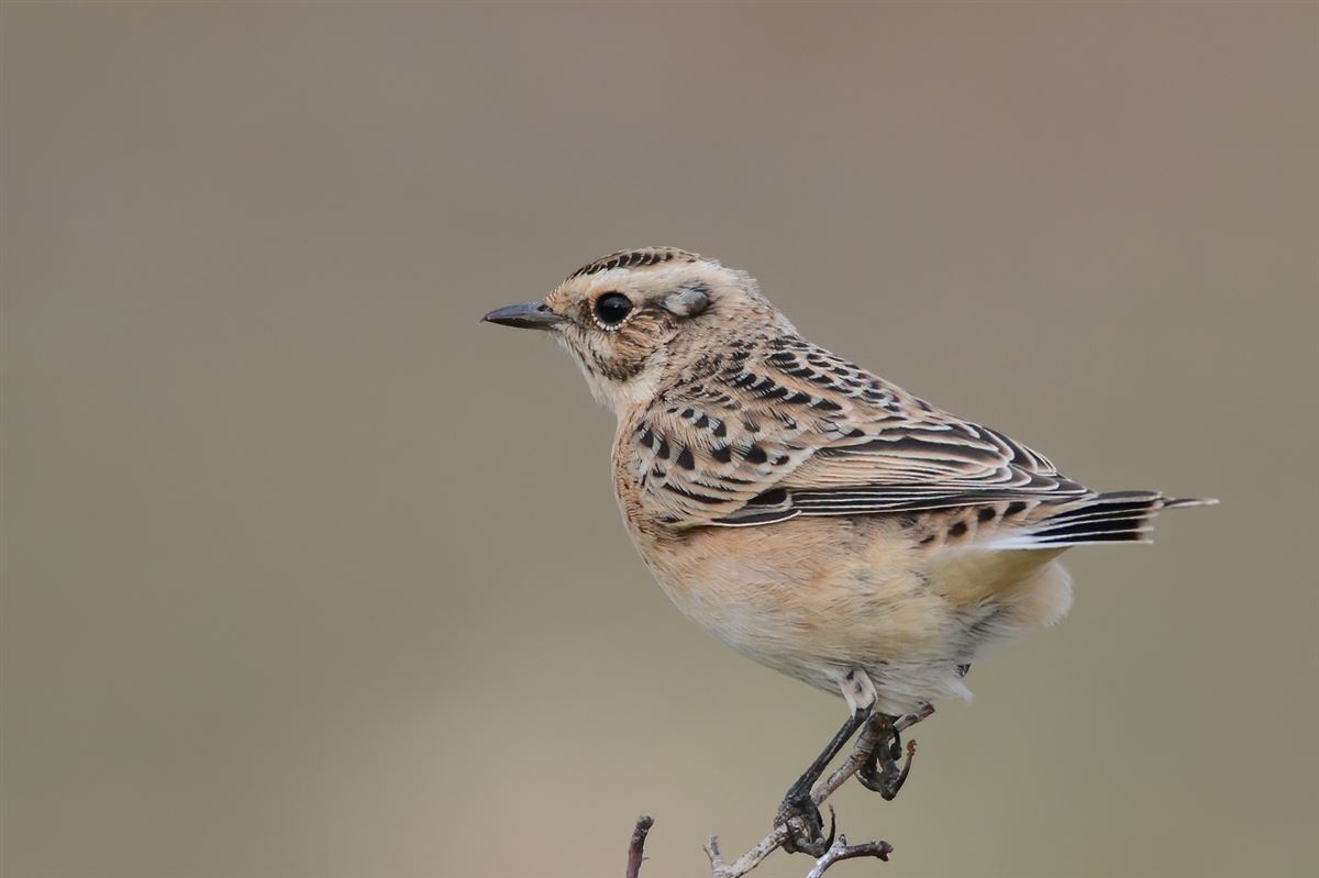 Whinchat