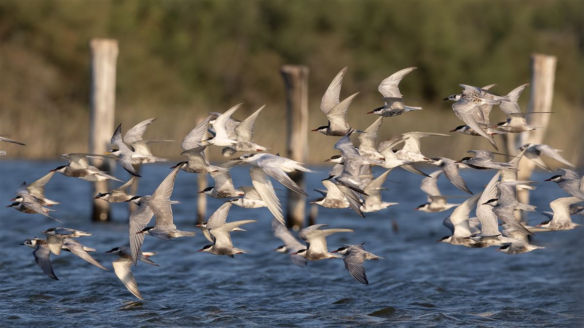 Whiskered Tern