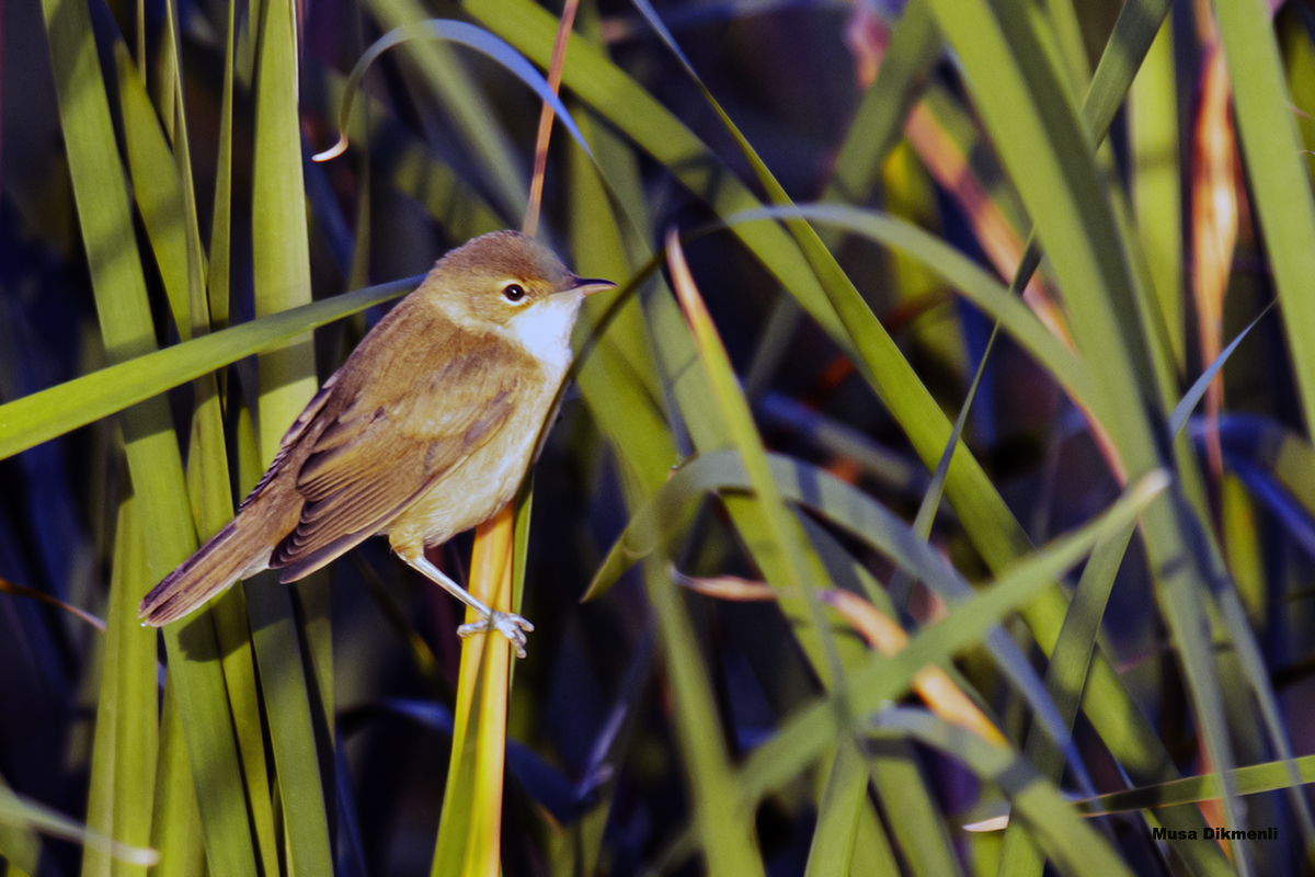 Common Reed Warbler