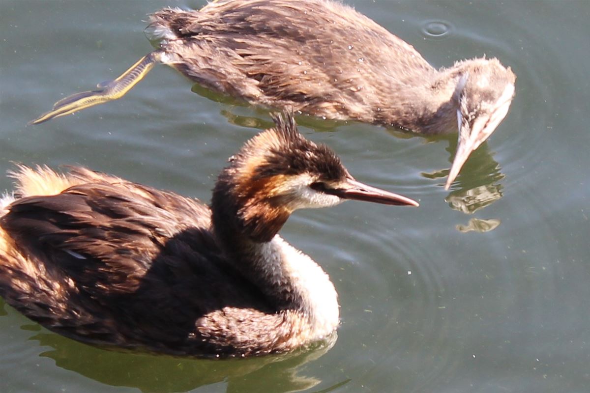 Great Crested Grebe