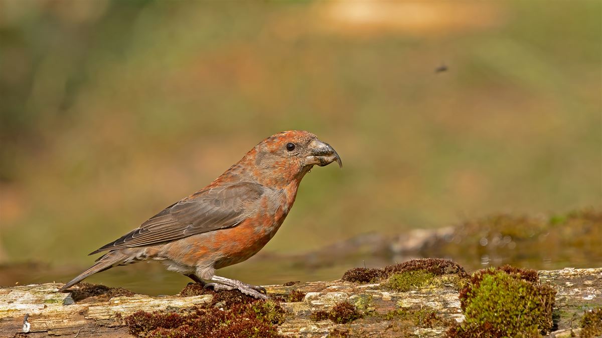 Red Crossbill